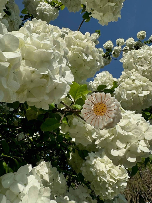 Solar Eclipse - Women's Mini Daisy Claw Clip