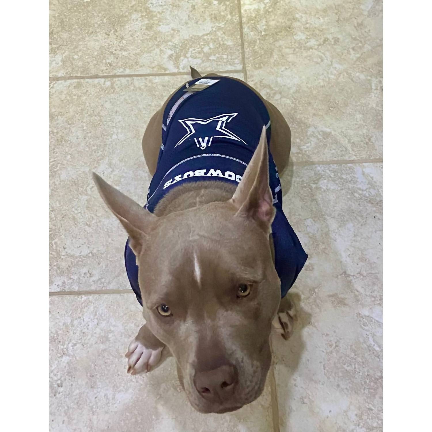 Little Earth Productions - Dallas Cowboys Official Pet Jersey