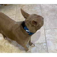 Little Earth Productions - Dallas Cowboys Pet Collar