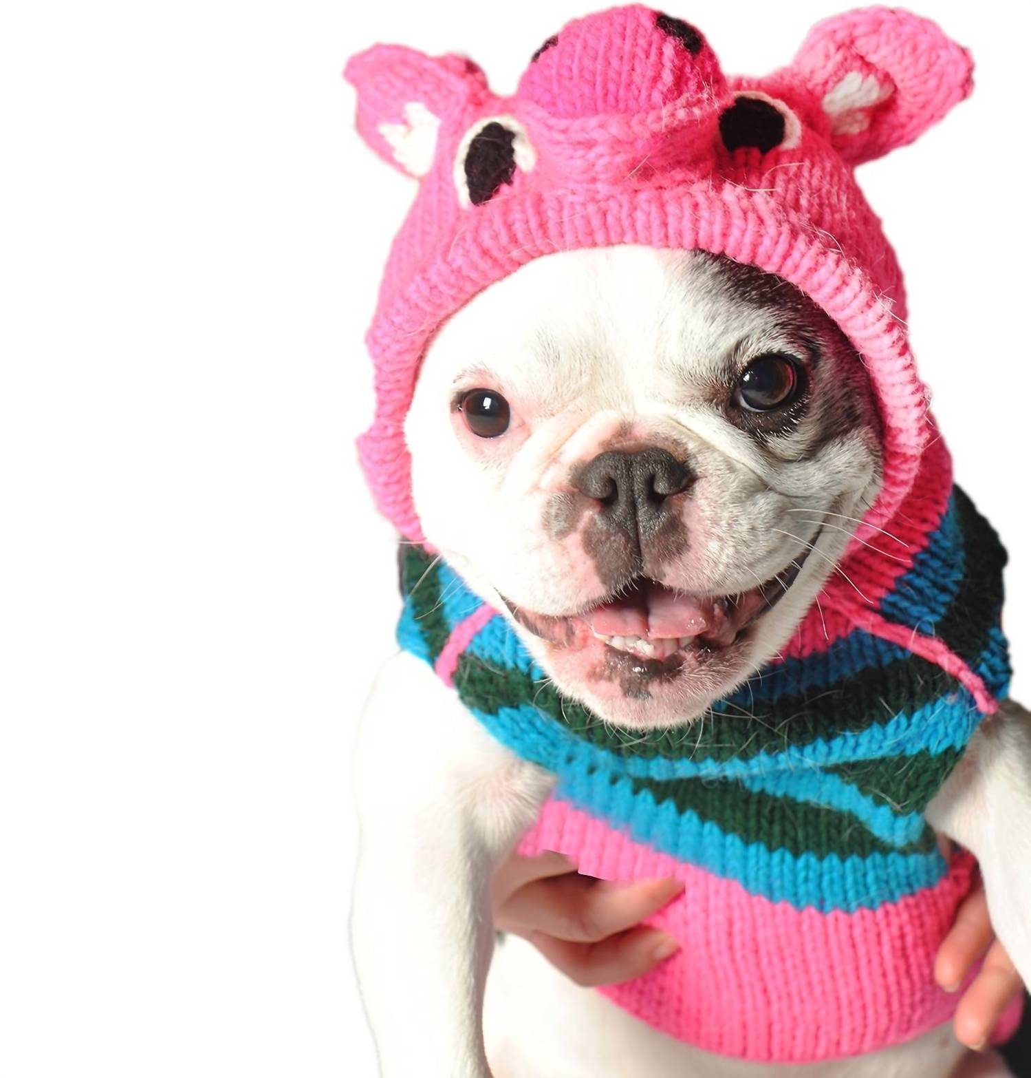 Chilly Dogs - Piggy Dog Sweater