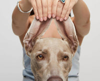 Unode50 - Women's Ser Camaleonica Ring