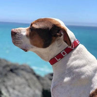 Love Is Project - Large Pet Collar