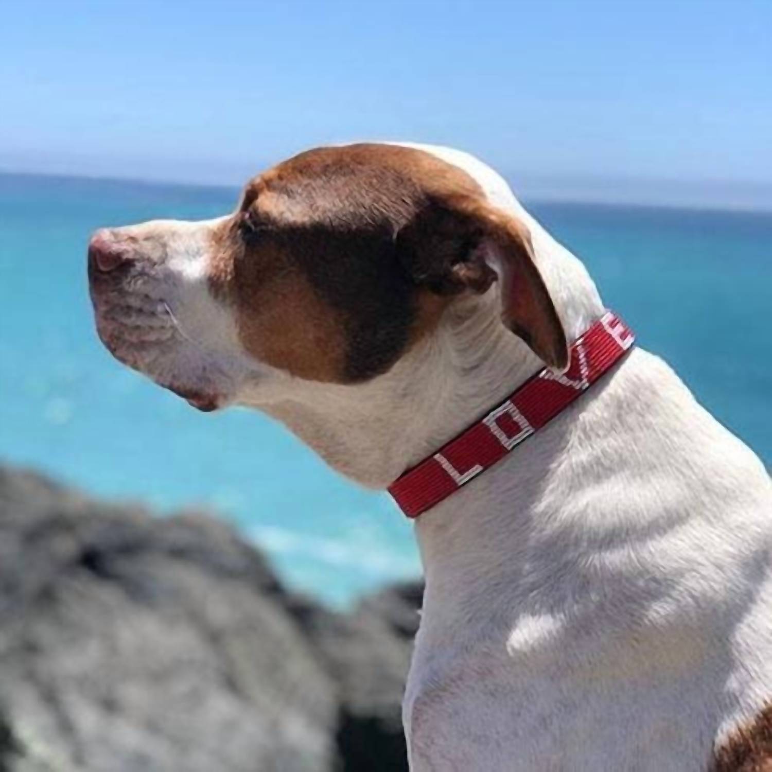 Love Is Project - Large Pet Collar