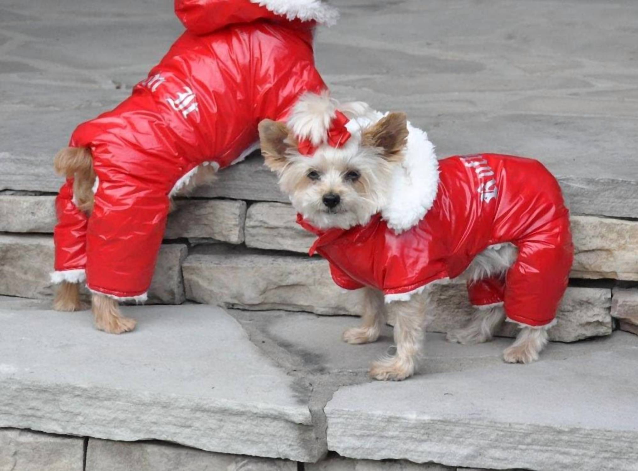 Doggie Design - Ruffin It Snowsuit