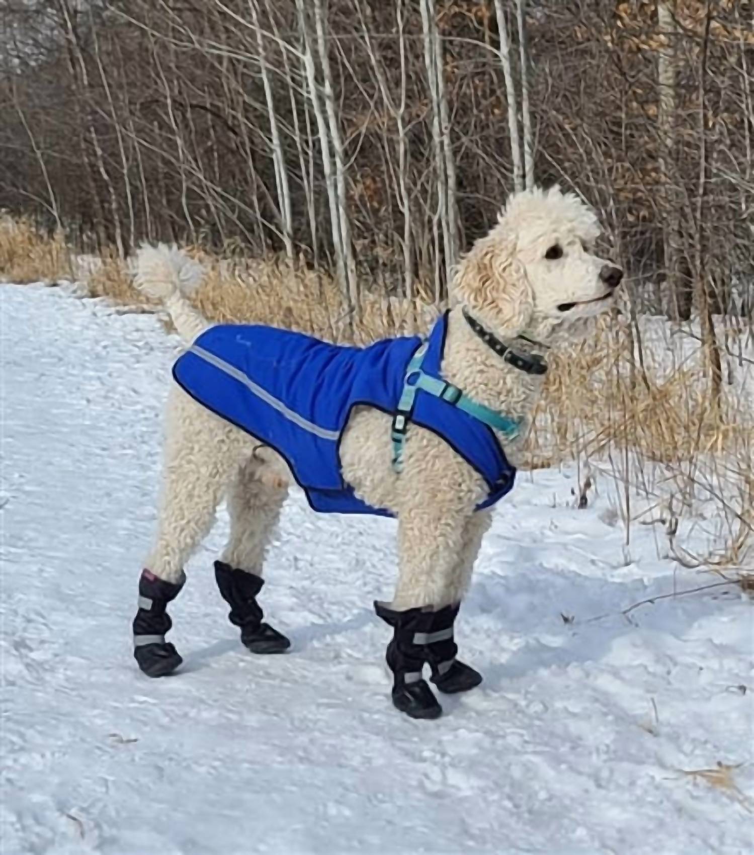 Alldogboots - Hi-toppers Snow Rain Dog Boots