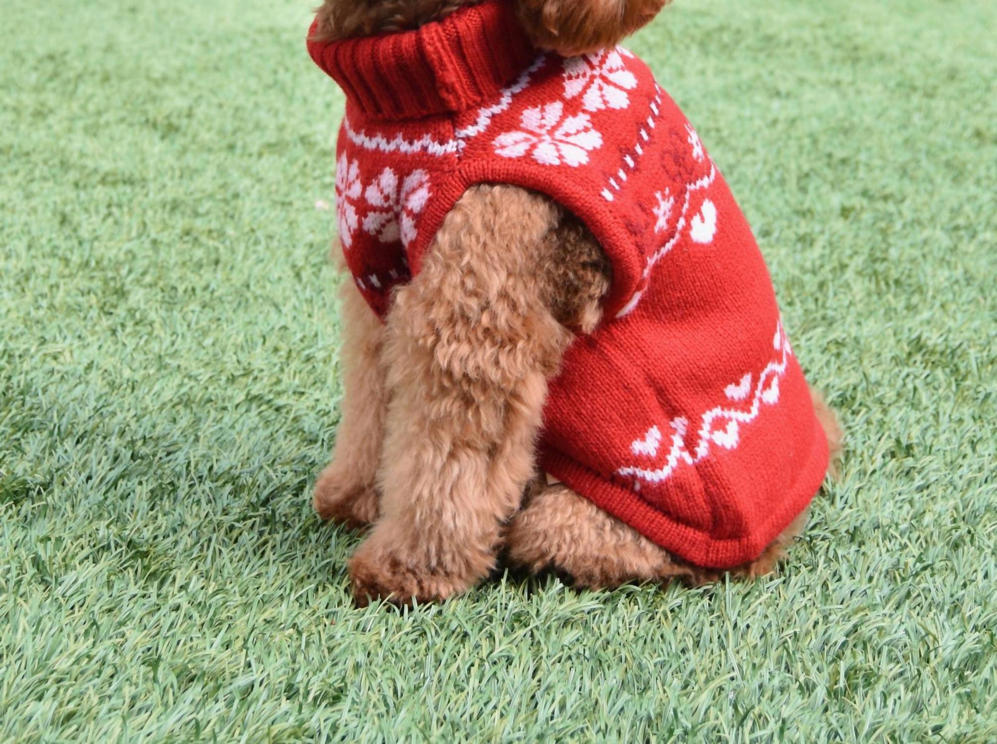 Loveshackfancy - Arindia Dog Sweater