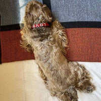 Love Is Project - Large Pet Collar