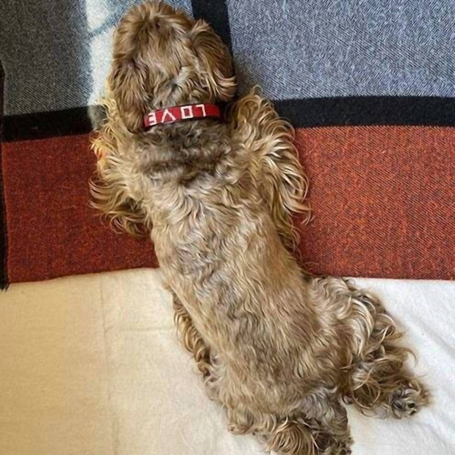 Love Is Project - Large Pet Collar