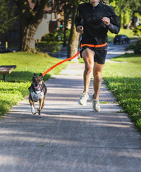 Stunt Puppy Stunt Runner™ Hands-free Leash in orange - item - detail view