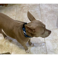 Little Earth Productions - Dallas Cowboys Pet Collar