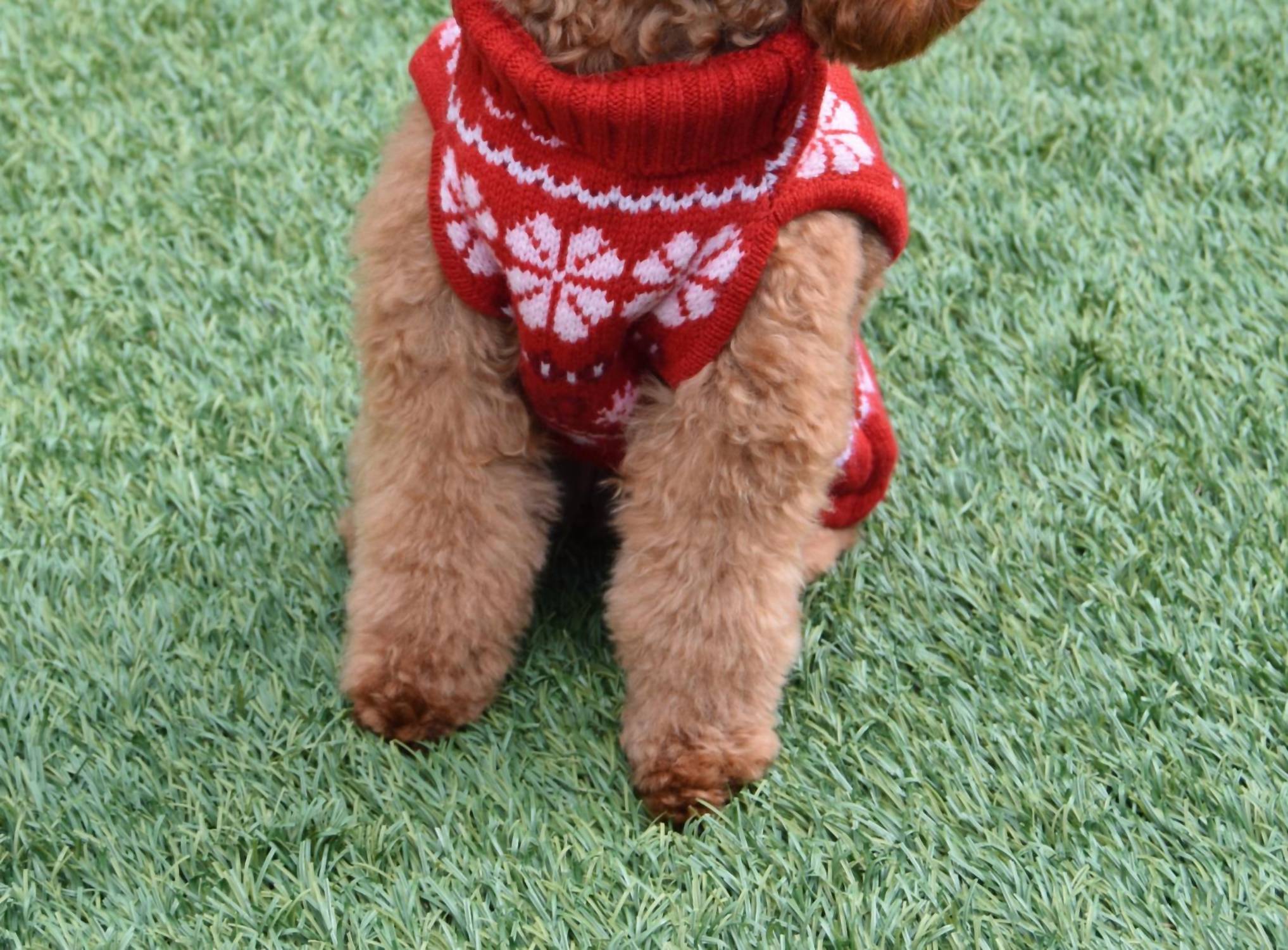 Loveshackfancy - Arindia Dog Sweater