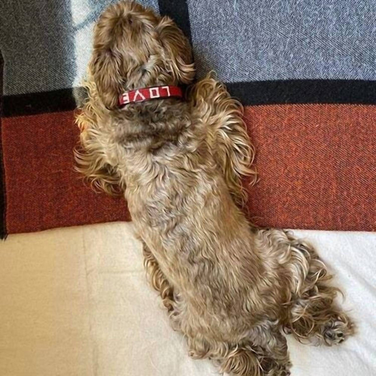 Love Is Project - Large Pet Collar